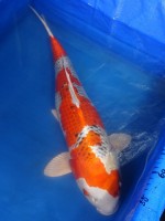 　クジャク黄金　61cm　