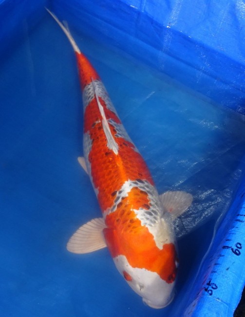錦屋養鯉場　クジャク黄金　61cm　 錦鯉販売　通信販売　錦屋養鯉場