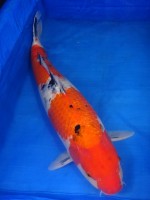  　大正三色　74cm　 