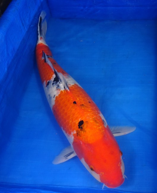 錦屋養鯉場 　大正三色　74cm　 錦鯉販売　通信販売　錦屋養鯉場
