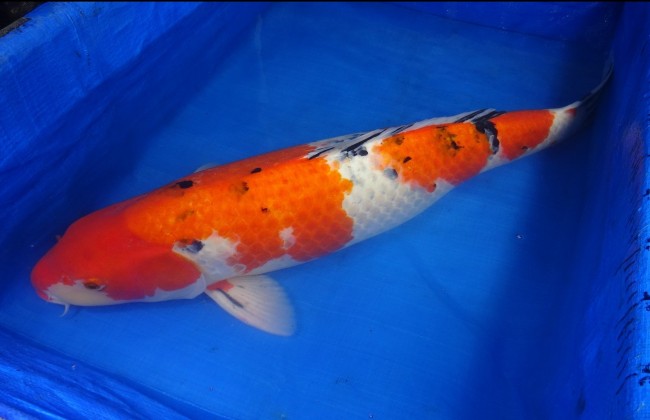 錦屋養鯉場 　大正三色　74cm　 錦鯉販売　通信販売　錦屋養鯉場