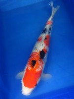  　大正三色　64cm　 