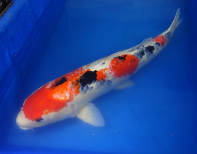 錦屋養鯉場 　大正三色　64cm　 錦鯉販売　通信販売　錦屋養鯉場