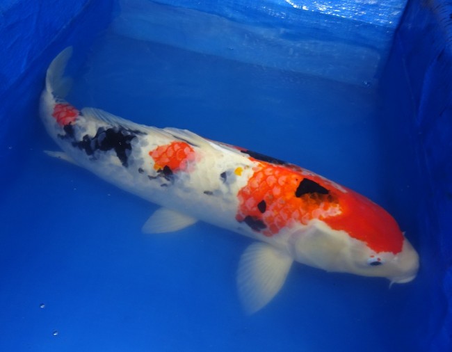 錦屋養鯉場 　大正三色　64cm　 錦鯉販売　通信販売　錦屋養鯉場