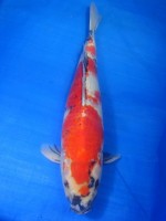  　昭和三色　52cm　 