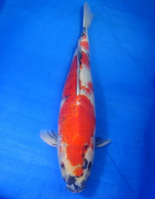 錦屋養鯉場 　昭和三色　52cm　 錦鯉 金魚 販売　通信販売　錦屋養鯉場