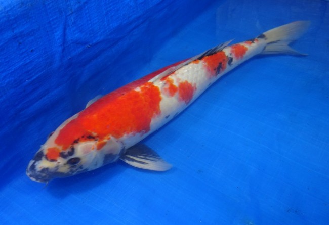 錦屋養鯉場 　昭和三色　52cm　 錦鯉 金魚 販売　通信販売　錦屋養鯉場