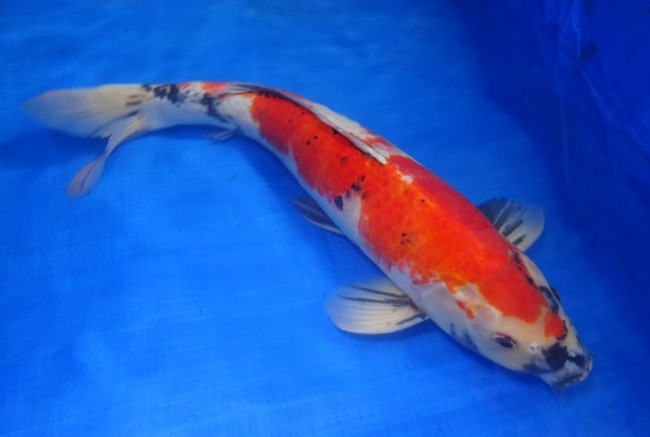 錦屋養鯉場 　昭和三色　52cm　 錦鯉 金魚 販売　通信販売　錦屋養鯉場