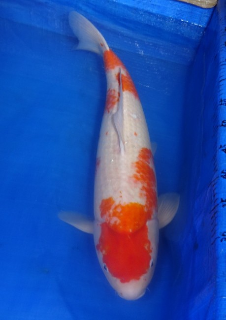 錦屋養鯉場 　紅白　67cm　 錦鯉販売　通信販売　錦屋養鯉場