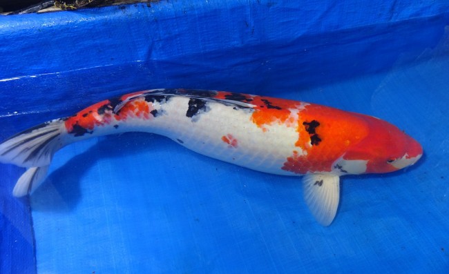 大正三色 69cm 錦屋養鯉場 大正三色 69cm 錦鯉販売 通信販売 錦屋養鯉場