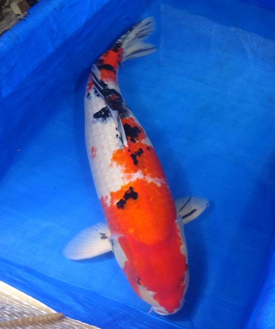 大正三色 69cm 錦屋養鯉場 大正三色 69cm 錦鯉販売 通信販売 錦屋養鯉場