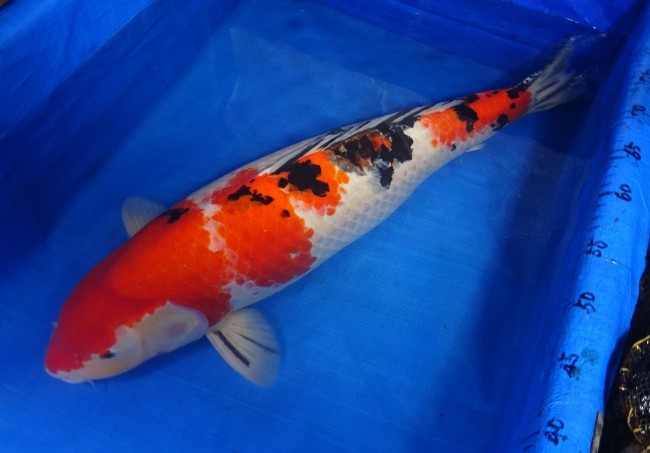 大正三色 69cm 錦屋養鯉場 大正三色 69cm 錦鯉販売 通信販売 錦屋養鯉場