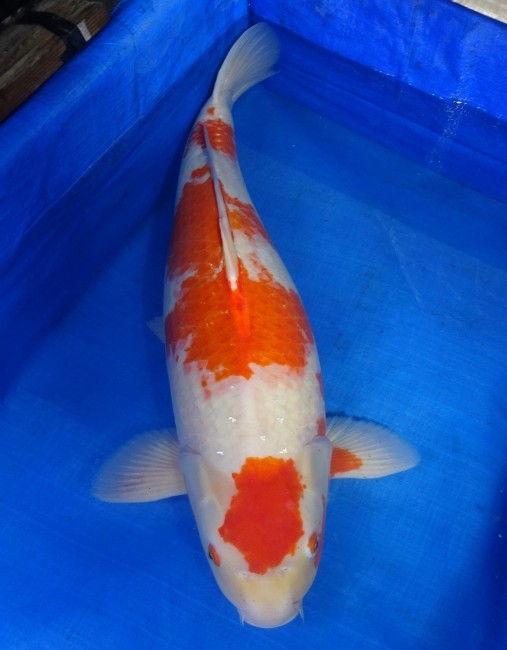 錦屋養鯉場 　紅白　68cm　 錦鯉販売　通信販売　錦屋養鯉場