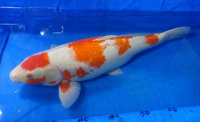 錦屋養鯉場 　紅白　68cm　 錦鯉販売　通信販売　錦屋養鯉場