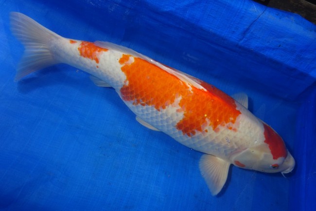 錦屋養鯉場 　紅白　68cm　 錦鯉販売　通信販売　錦屋養鯉場