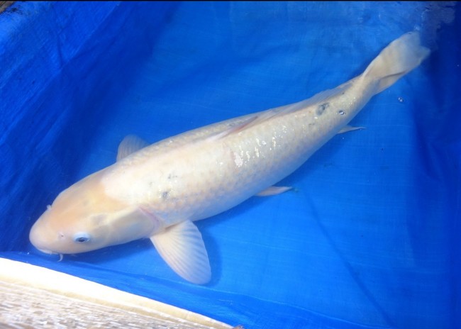 銀鱗ホワイト 59cm 錦屋養鯉場 銀鱗ホワイト 59cm 錦鯉販売 通信販売 錦屋養鯉場