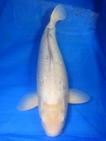 　銀鱗ホワイト　59cm　 