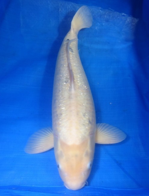 銀鱗ホワイト 59cm 錦屋養鯉場 銀鱗ホワイト 59cm 錦鯉販売 通信販売 錦屋養鯉場