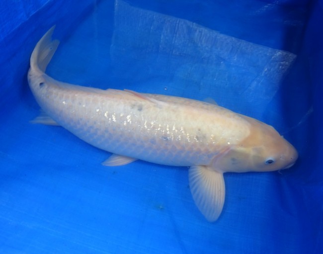 銀鱗ホワイト 59cm 錦屋養鯉場 銀鱗ホワイト 59cm 錦鯉販売 通信販売 錦屋養鯉場