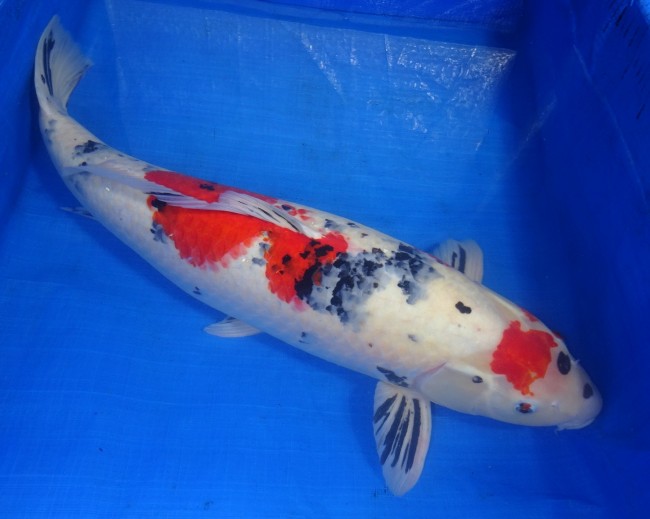 錦屋養鯉場 　大正三色　65cm　 錦鯉販売　通信販売　錦屋養鯉場