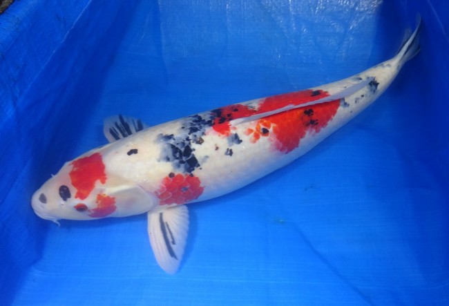 錦屋養鯉場 　大正三色　65cm　 錦鯉販売　通信販売　錦屋養鯉場