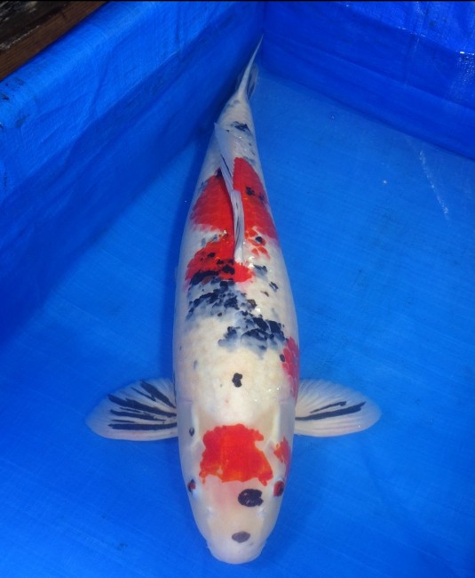 錦屋養鯉場 　大正三色　65cm　 錦鯉販売　通信販売　錦屋養鯉場