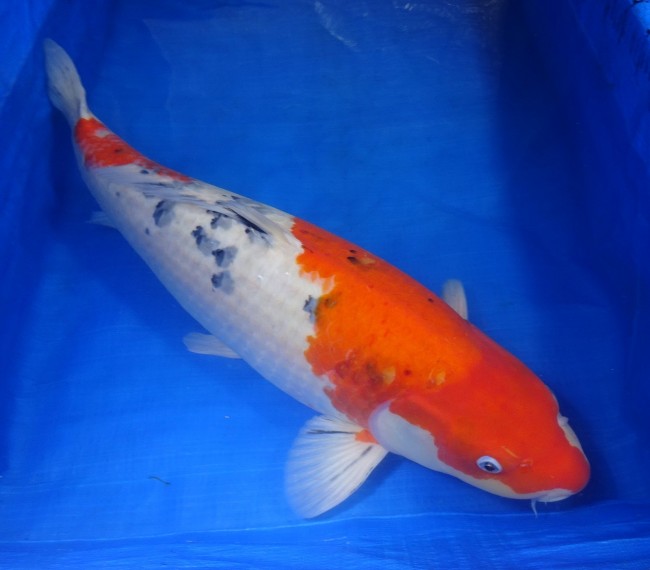 大正三色 66cm 錦屋養鯉場 大正三色 66cm 錦鯉販売 通信販売 錦屋養鯉場