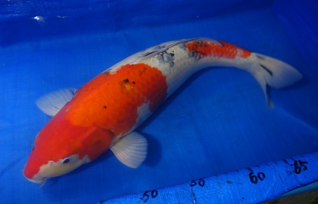 大正三色 66cm 錦屋養鯉場 大正三色 66cm 錦鯉販売 通信販売 錦屋養鯉場