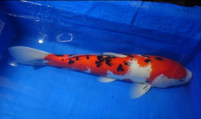 錦屋養鯉場 　大正三色　56cm　 錦鯉販売　通信販売　錦屋養鯉場