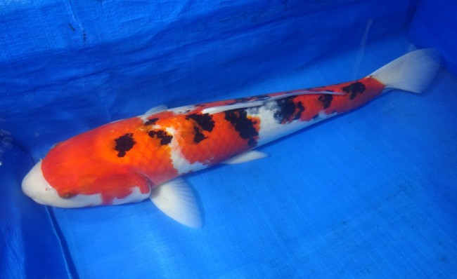 錦屋養鯉場 　大正三色　56cm　 錦鯉販売　通信販売　錦屋養鯉場