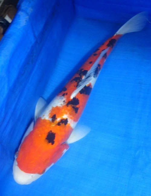 錦屋養鯉場 　大正三色　56cm　 錦鯉販売　通信販売　錦屋養鯉場