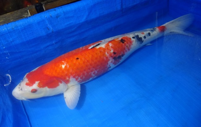 錦屋養鯉場 　大正三色　63cm　 錦鯉販売　通信販売　錦屋養鯉場