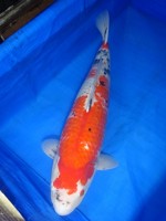  　大正三色　63cm　 