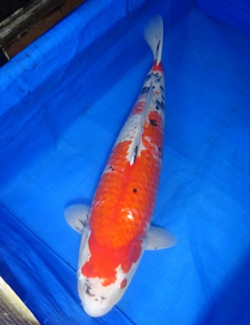 錦屋養鯉場 　大正三色　63cm　 錦鯉販売　通信販売　錦屋養鯉場