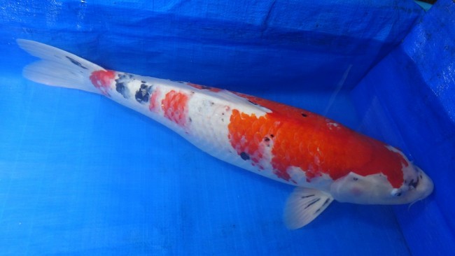 錦屋養鯉場 　大正三色　63cm　 錦鯉販売　通信販売　錦屋養鯉場