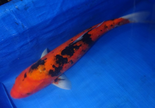 錦屋養鯉場 　赤べっ甲　52cm 　錦鯉販売　通信販売　錦屋養鯉場