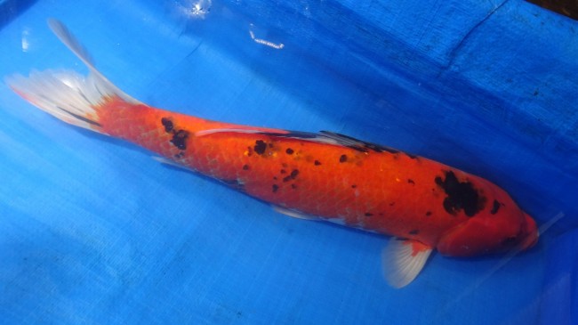 錦屋養鯉場 　赤べっ甲　52cm 　錦鯉販売　通信販売　錦屋養鯉場