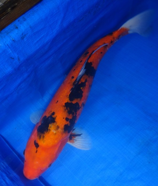 錦屋養鯉場 　赤べっ甲　52cm 　錦鯉販売　通信販売　錦屋養鯉場