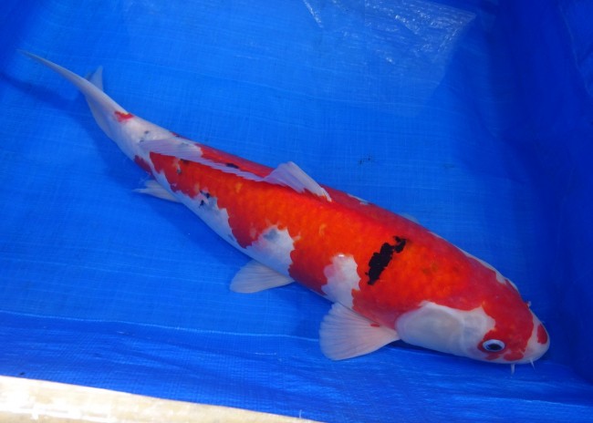 大正三色 48cm 錦屋養鯉場 大正三色 48cm 錦鯉販売 通信販売 錦屋養鯉場