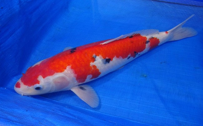 大正三色 48cm 錦屋養鯉場 大正三色 48cm 錦鯉販売 通信販売 錦屋養鯉場