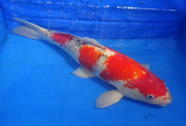 錦屋養鯉場　五色　46cm　錦鯉販売　通信販売　錦鯉養鯉場