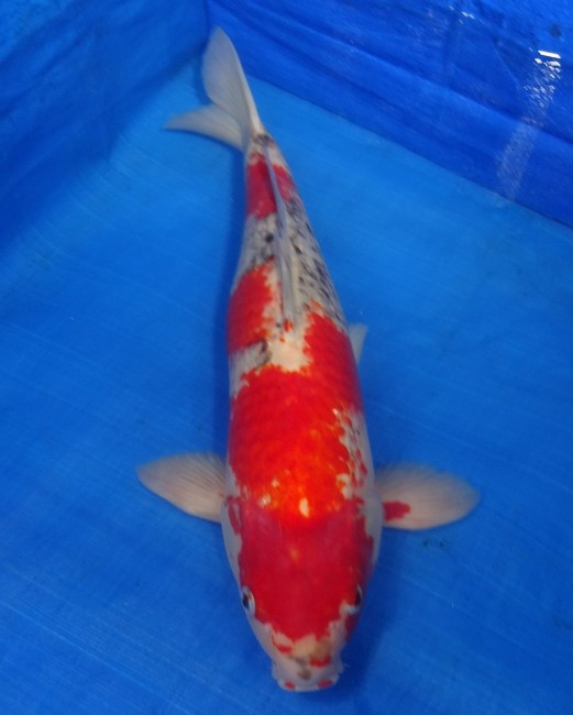 錦屋養鯉場　五色　46cm　錦鯉販売　通信販売　錦鯉養鯉場