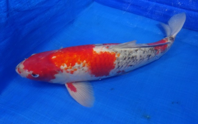 錦屋養鯉場　五色　46cm　錦鯉販売　通信販売　錦鯉養鯉場