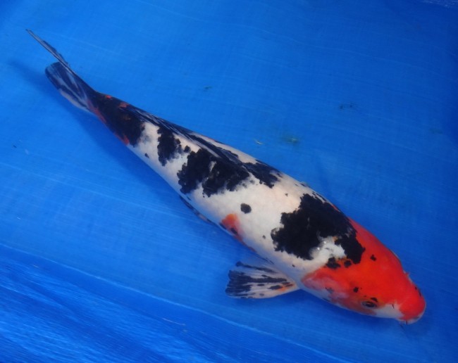 墨三色 35cm 錦屋養鯉場 墨三色 35cm 錦鯉販売 通信販売 錦屋養鯉場