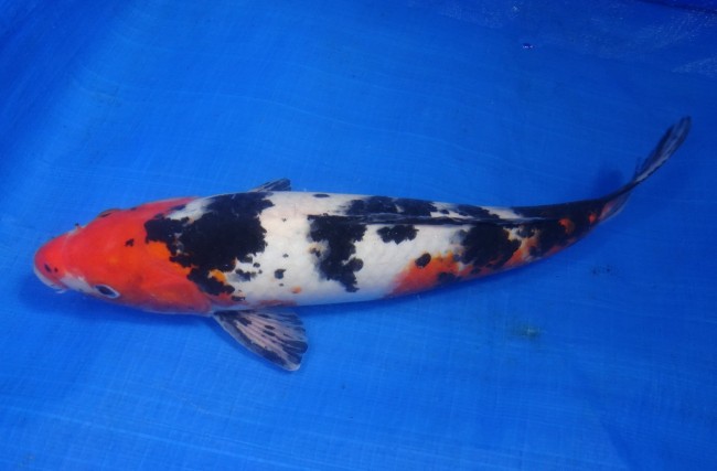 墨三色 35cm 錦屋養鯉場 墨三色 35cm 錦鯉販売 通信販売 錦屋養鯉場