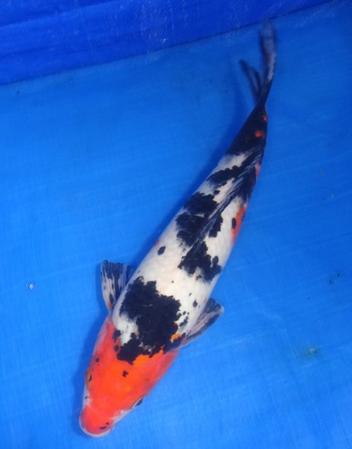 墨三色 35cm 錦屋養鯉場 墨三色 35cm 錦鯉販売 通信販売 錦屋養鯉場