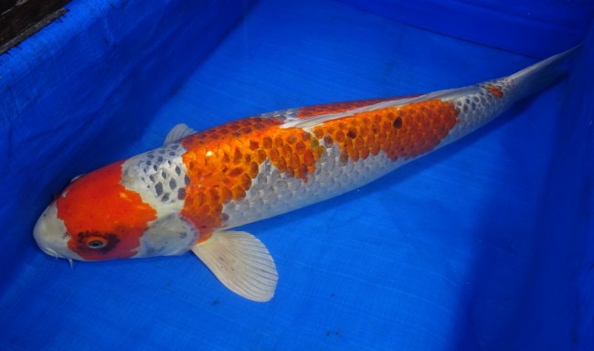 錦屋養鯉場　クジャク黄金　77cm　 錦鯉販売　通信販売　錦屋養鯉場