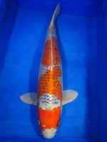 　クジャク黄金　77cm　 