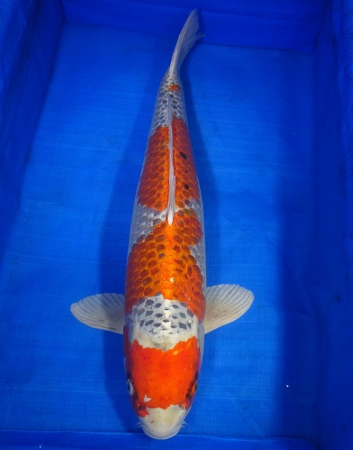 錦屋養鯉場　クジャク黄金　77cm　 錦鯉販売　通信販売　錦屋養鯉場