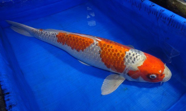 錦屋養鯉場　クジャク黄金　77cm　 錦鯉販売　通信販売　錦屋養鯉場